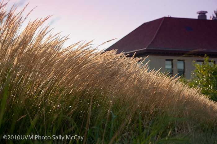 20100906_Grasses-15