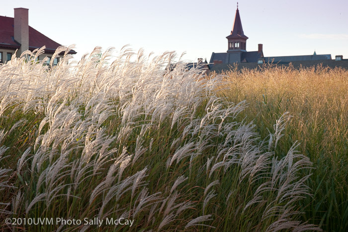 20100906_Grasses-16