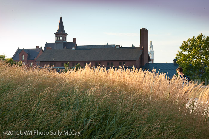 20100906_Grasses-17