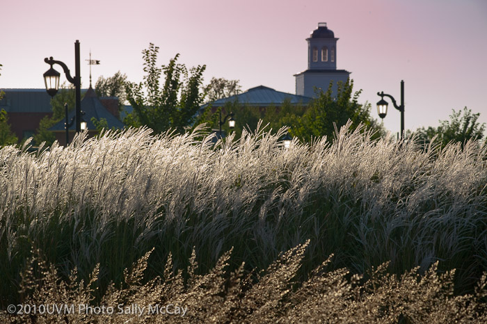 20100906_Grasses-18