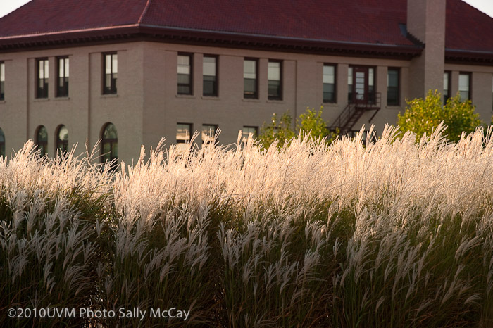 20100906_Grasses-19