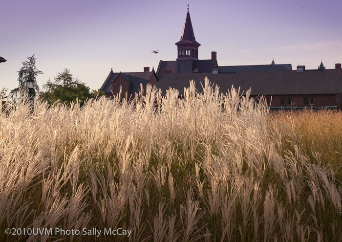 20100906_Grasses-2