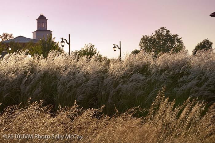 20100906_Grasses-20