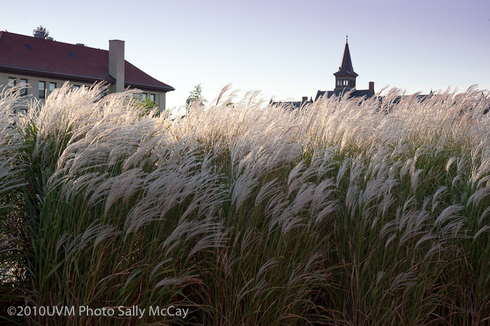 20100906_Grasses-22
