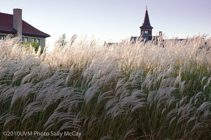 20100906_Grasses-23