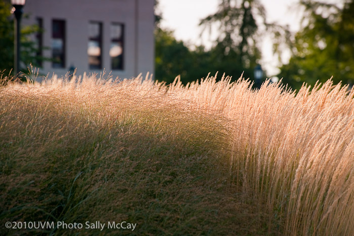 20100906_Grasses-24