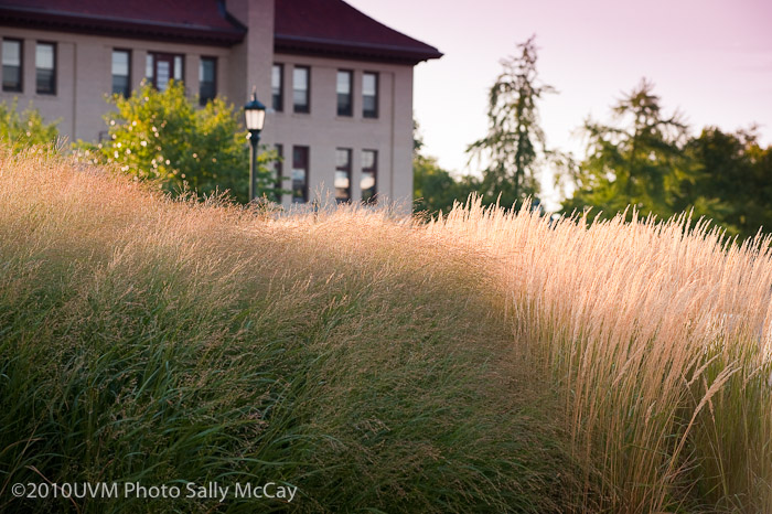 20100906_Grasses-25