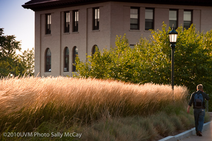 20100906_Grasses-27