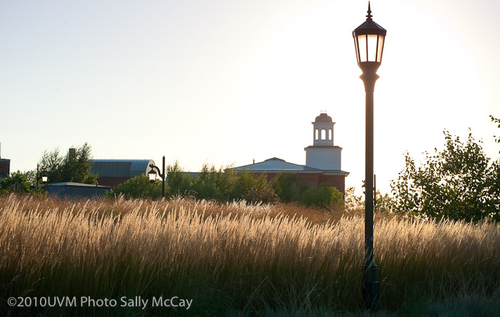 20100906_Grasses-28