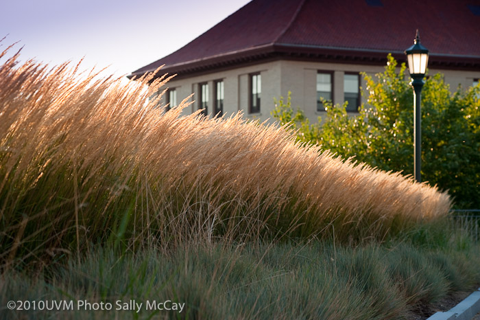 20100906_Grasses-29
