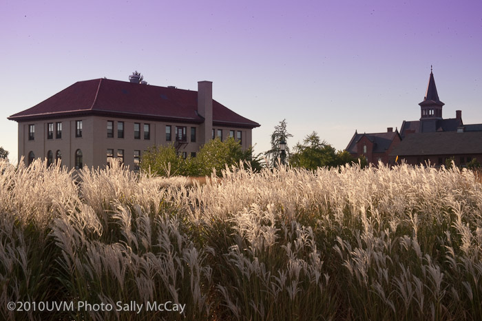 20100906_Grasses-3
