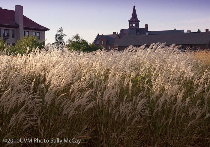 20100906_Grasses-4