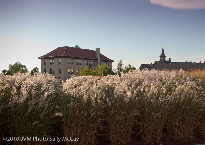 20100906_Grasses-5