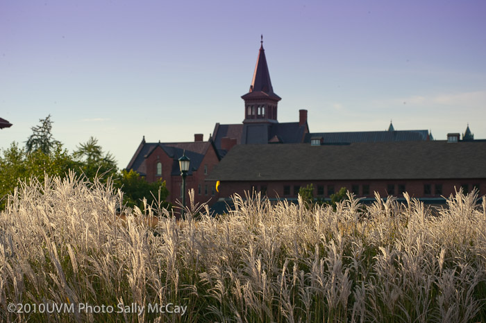 20100906_Grasses-6