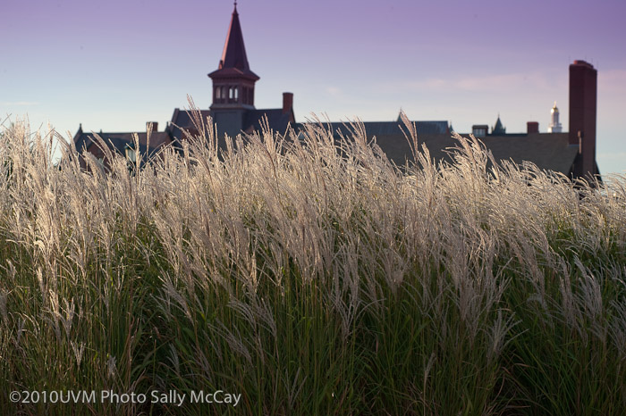 20100906_Grasses-7