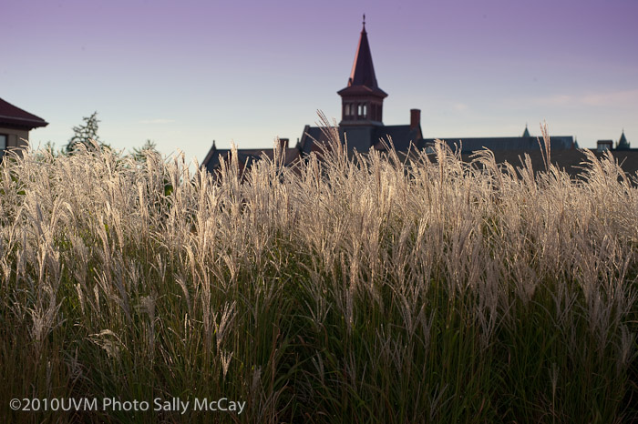 20100906_Grasses-8