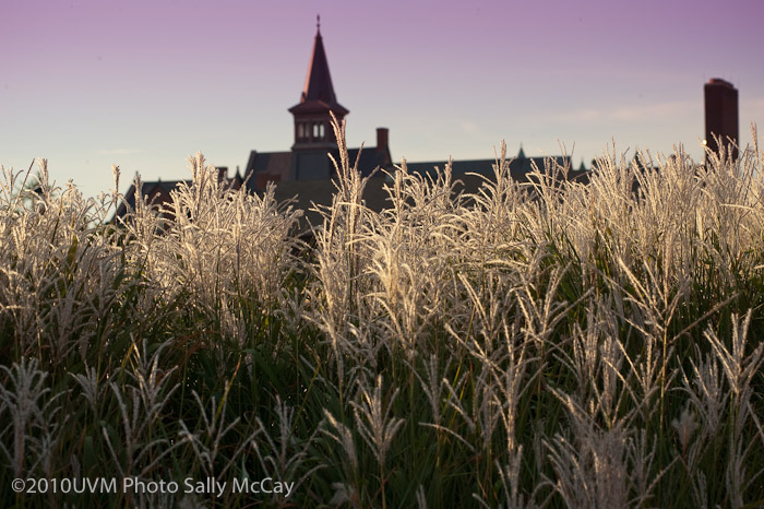 20100906_Grasses-9