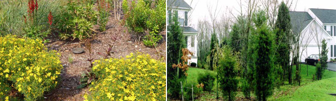 rain gardens