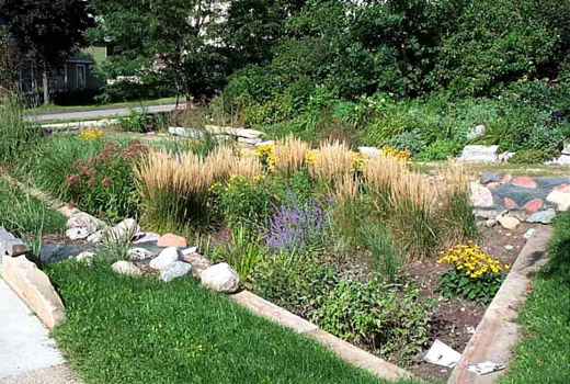 rain garden