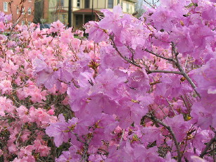 Vermont flowers