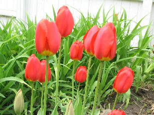 Red tulips