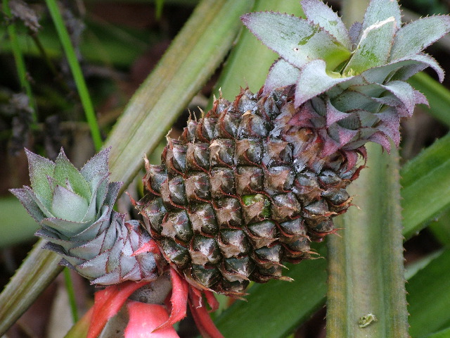 DSCF2136.JPG