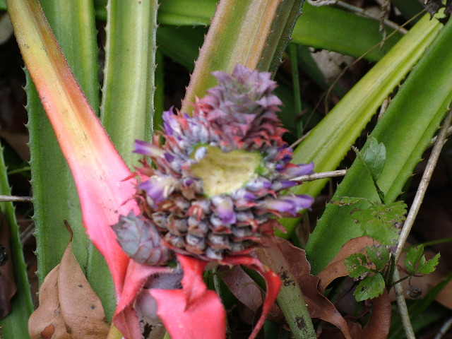 DSCF2137.JPG