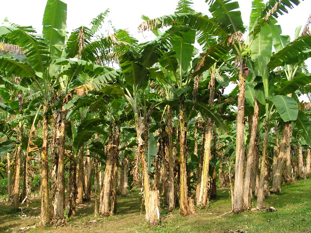 DSCF2195.JPG