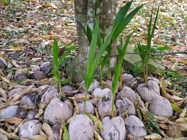 DSCF2197.JPG