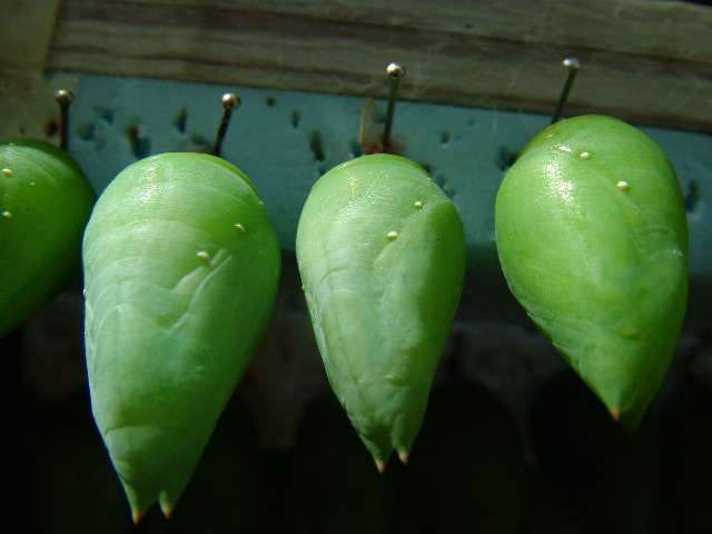 DSCF2260.JPG