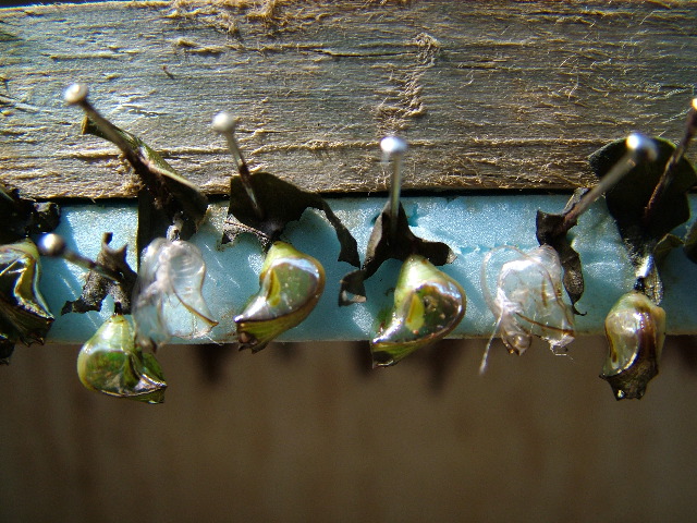 DSCF2261.JPG