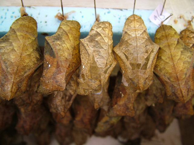 DSCF2262.JPG