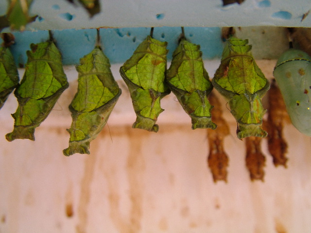 DSCF2264.JPG