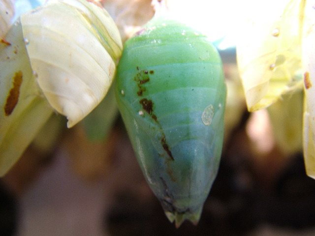 DSCF2265.JPG