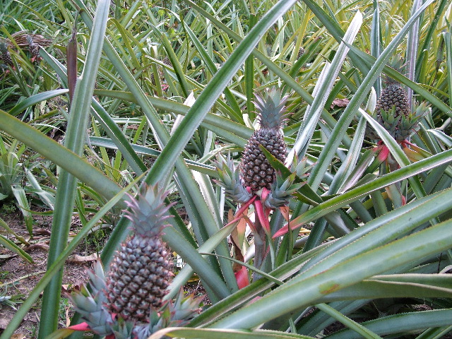 DSCF2287.JPG