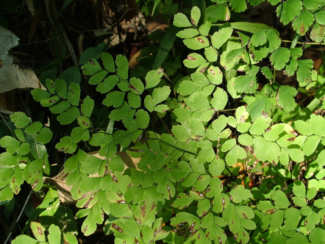DSCF2295.JPG
