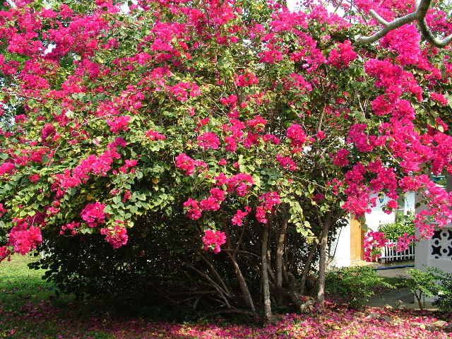 DSCF2336.JPG