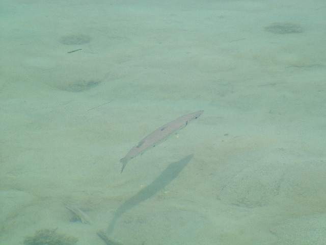 DSCF2379.JPG