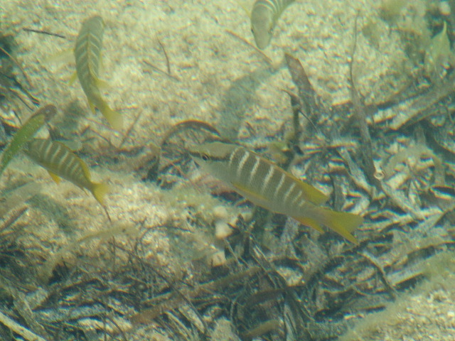 DSCF2390.JPG