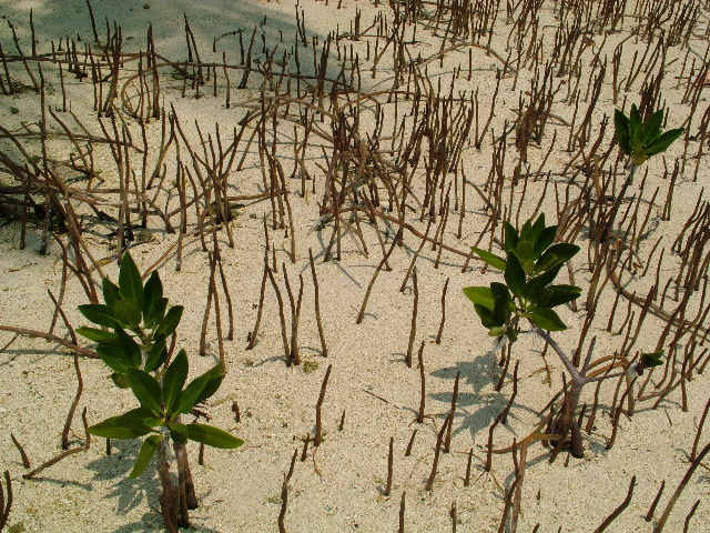 DSCF2398.JPG