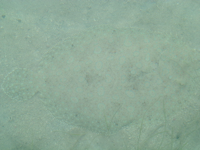 DSCF2417.JPG
