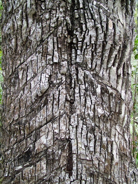 DSCF2026.JPG