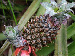 DSCF2136.JPG