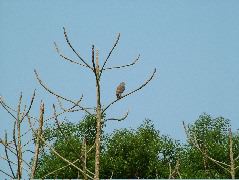 DSCF2000.JPG