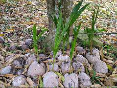 DSCF2197.JPG
