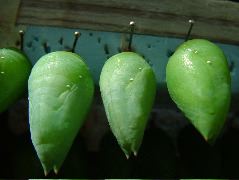 DSCF2260.JPG