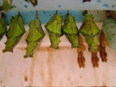 DSCF2264.JPG