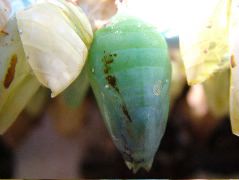 DSCF2265.JPG