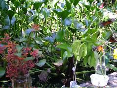 DSCF2277.JPG