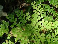 DSCF2295.JPG